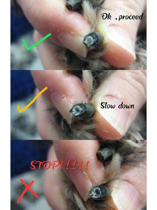 The image from Burke Animal Clinic shows how to tell when you are coming close to the quick with a black nail. Please click on the image to learn more.
